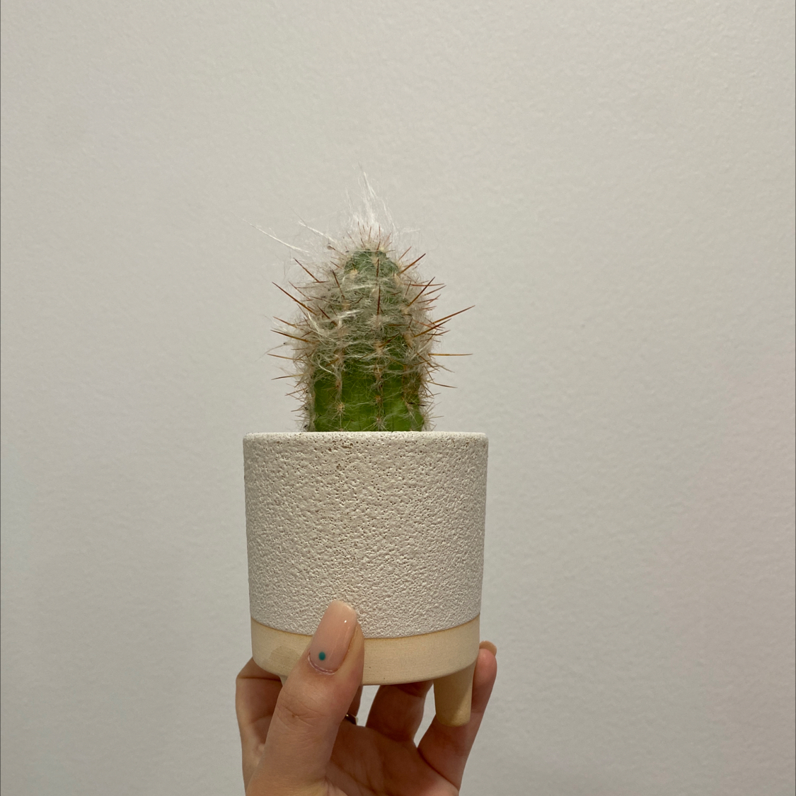 A small Old Man of the Andes cactus in a textured pot, held by a hand.