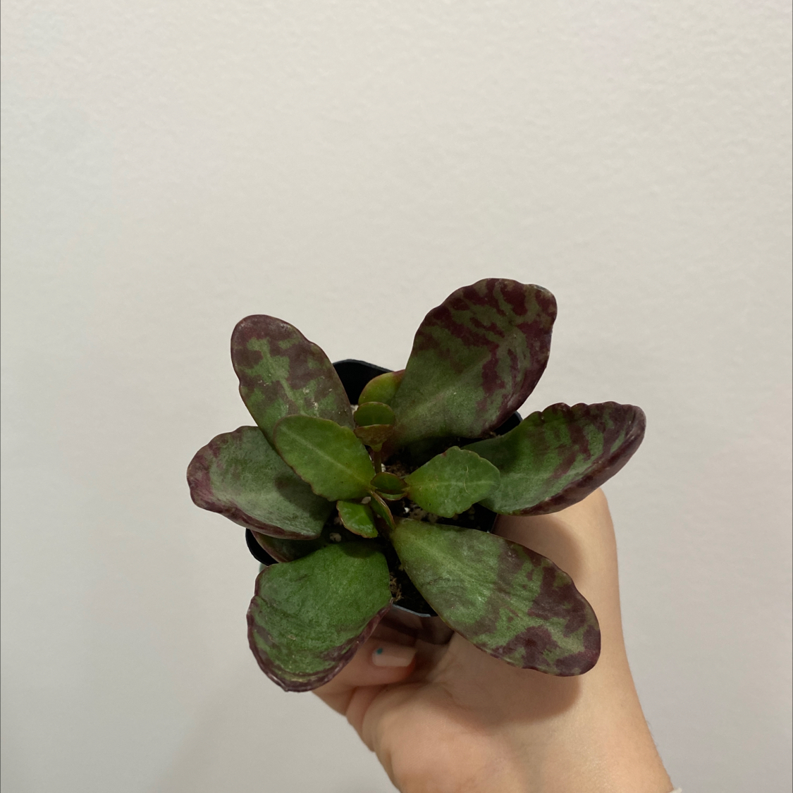 Kalanchoe humilis plant with green leaves and purple markings held by a hand.