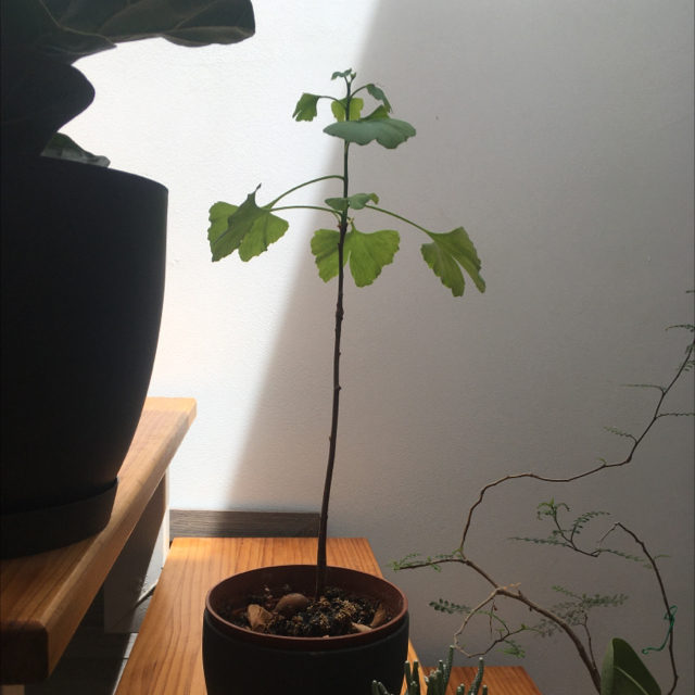Photo of the plant species Ginkgo Tree by @Dani67 named Kinko on Greg, the plant care app