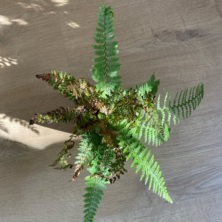 Photo of the plant species Soft Shield Fern by @Dani67 named Dax on Greg, the plant care app