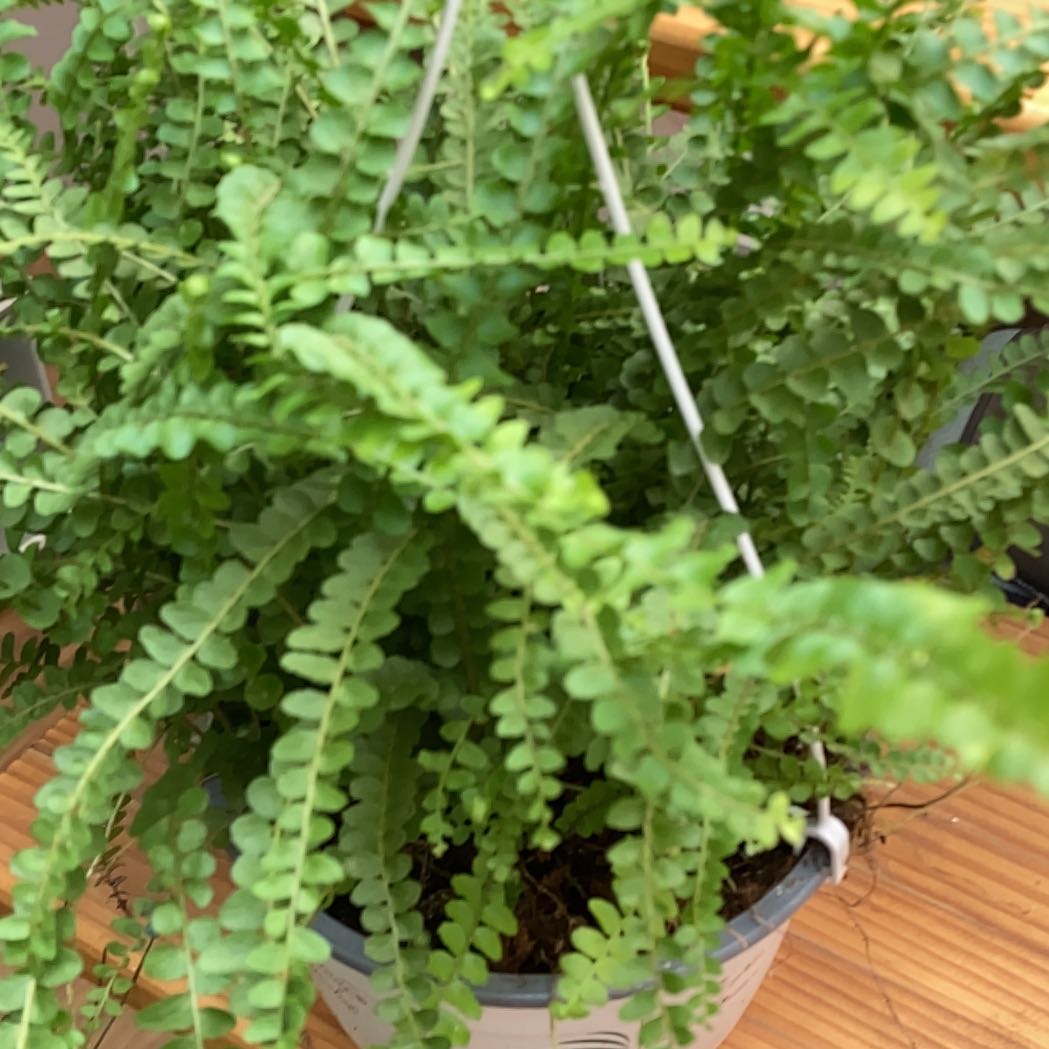 Photo of the plant species Ceterach Officinarum by @Dani67 named Elina on Greg, the plant care app