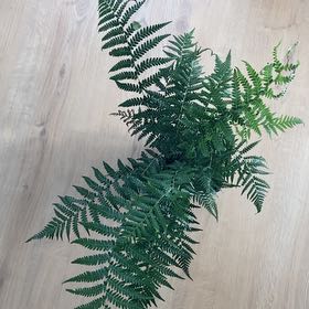 Photo of the plant species Australian Tree-Fern by @Dani67 named Elder on Greg, the plant care app