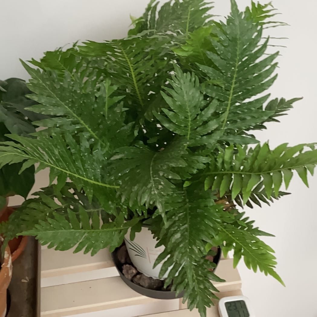 Photo of the plant species Silver Lady Fern by @Dani67 named Ferniet Branca on Greg, the plant care app