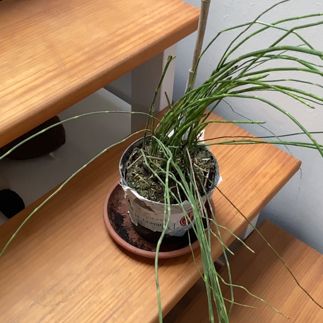 Photo of the plant species Giant Horsetail by @Dani67 named Yithian on Greg, the plant care app