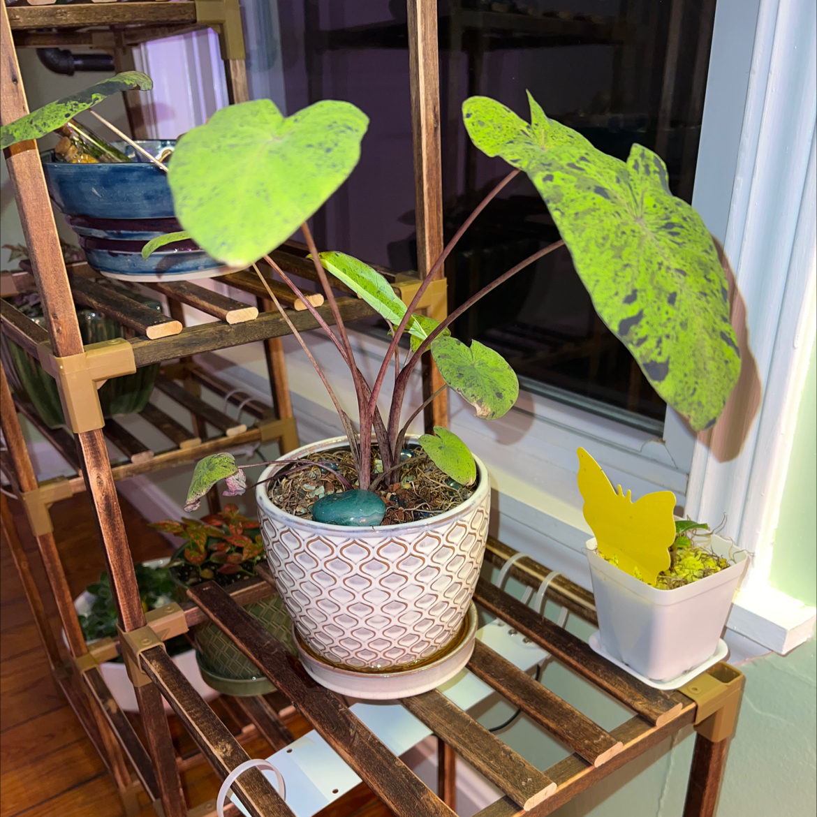 Taro 'Mojito' plant in a decorative pot on a wooden shelf with variegated leaves.