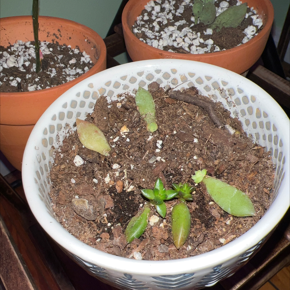 Photo of the plant species succulant by @DotingMarimo named Gates on Greg, the plant care app
