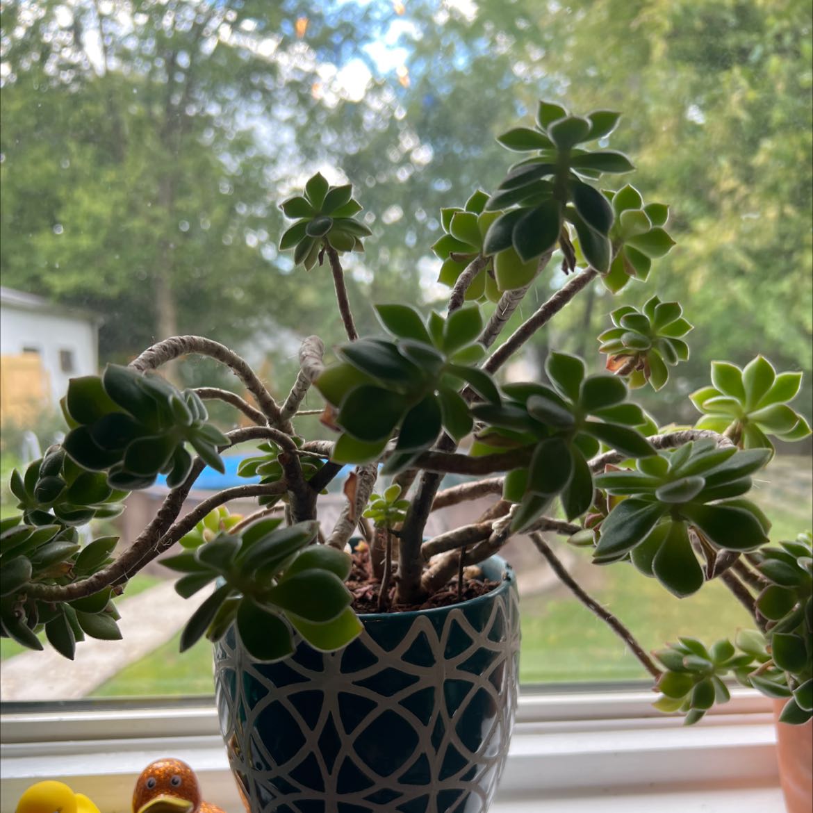 Photo of the plant species Palmer's Sedum by @DotingMarimo named Medusa on Greg, the plant care app