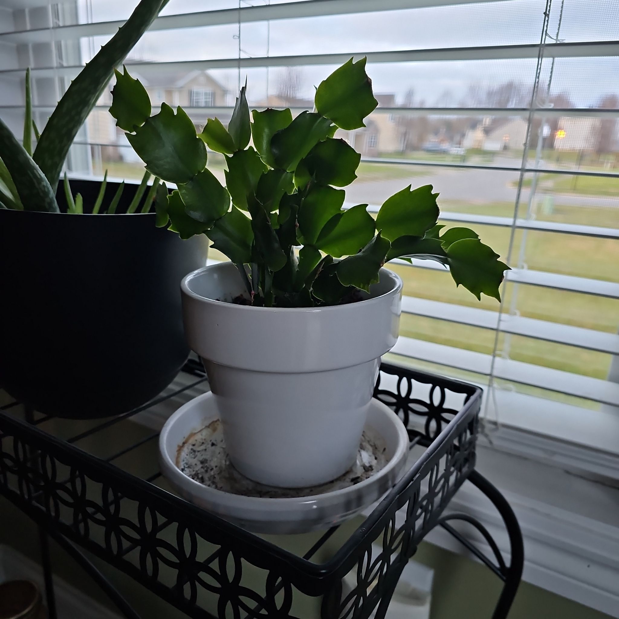Christmas Cactus in a white pot on a metal stand near a window, appears healthy.