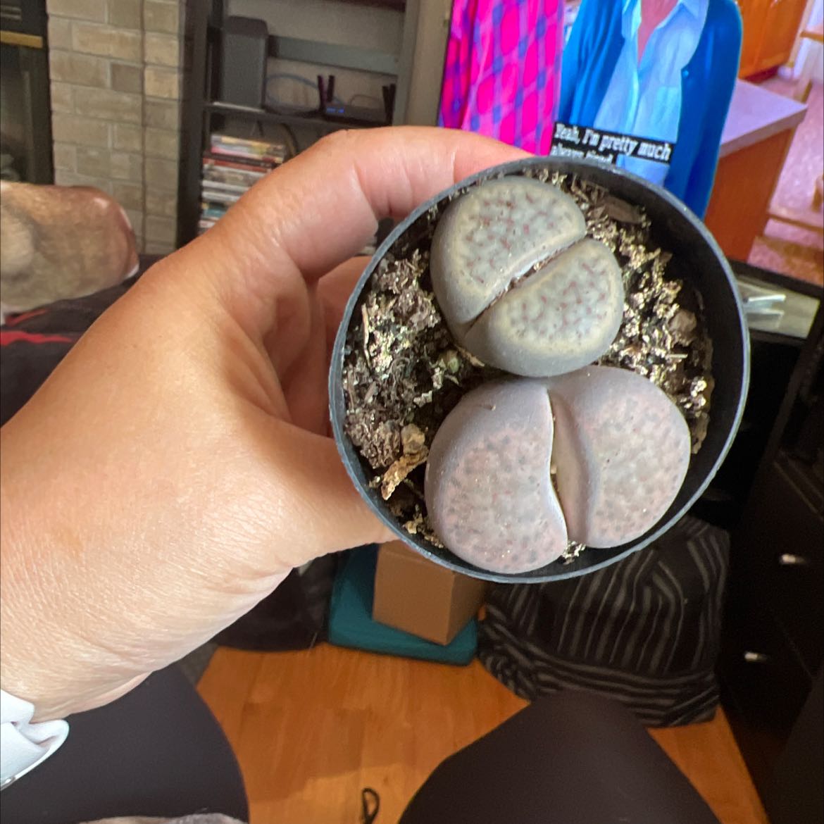 A healthy Rubra Lithops plant held by a hand with visible soil in the pot.