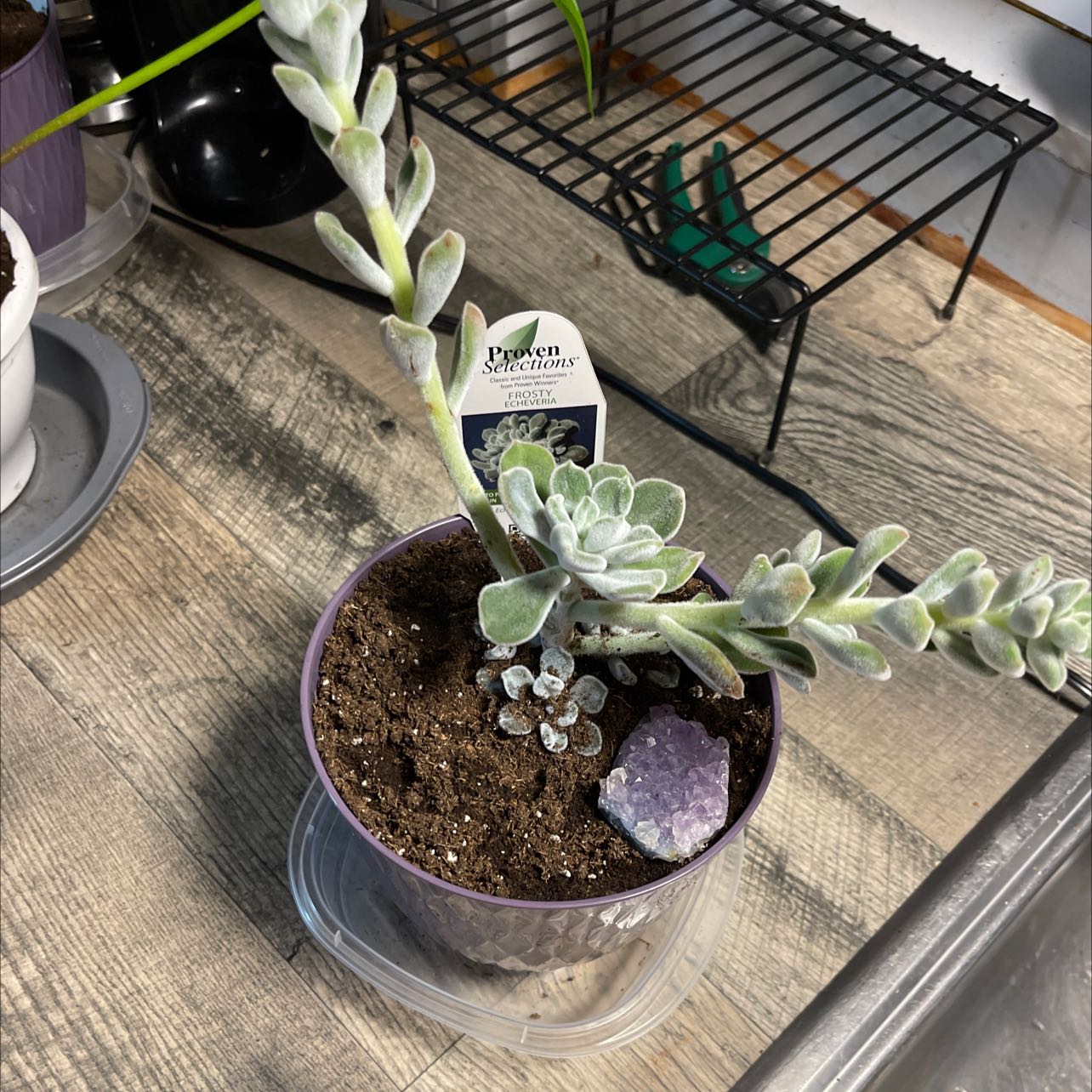 Photo of the plant species Crested Frosty Echeveria by @SugarRubyball named Frosty on Greg, the plant care app