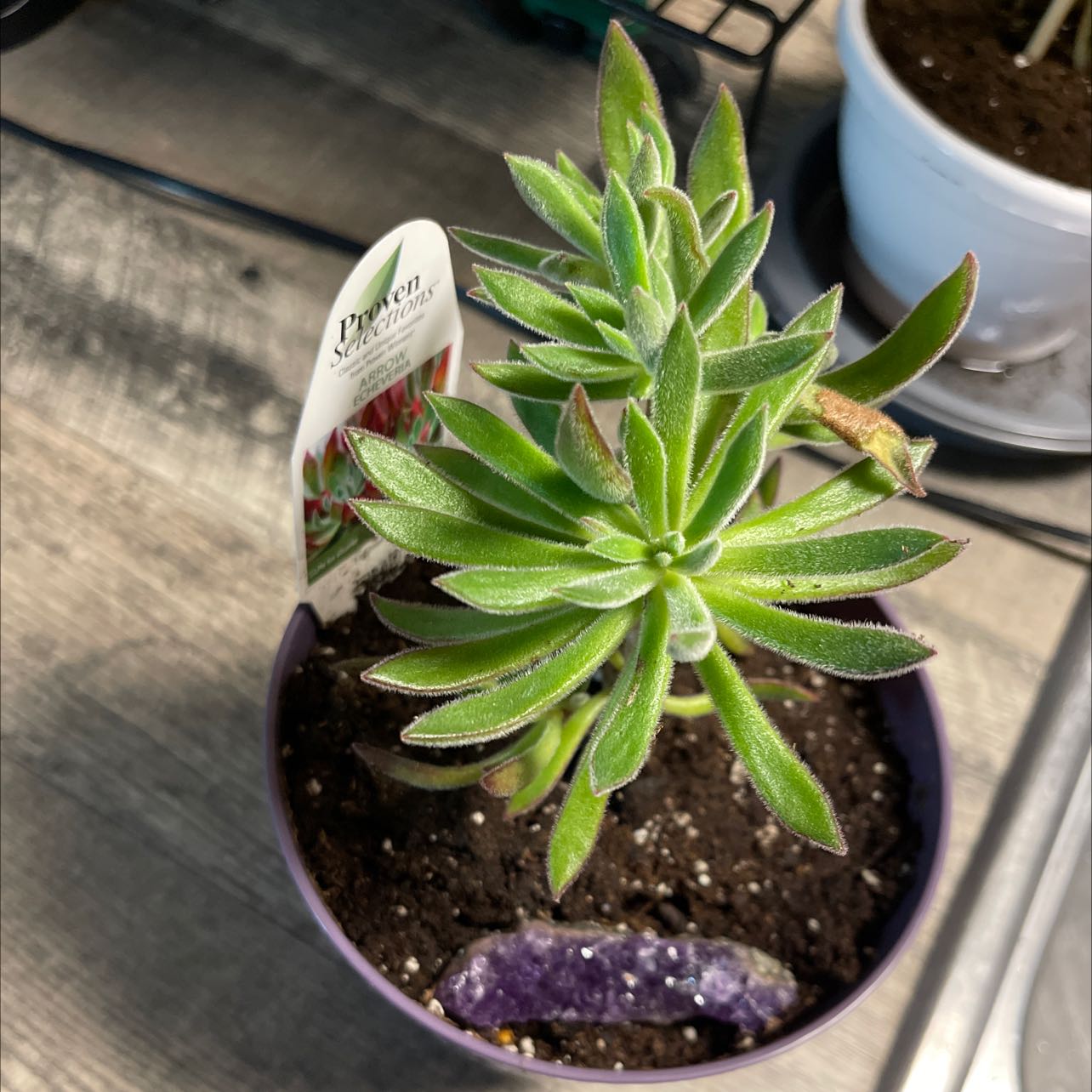 Photo of the plant species Echeveria Arrow by @SugarRubyball named Arrow on Greg, the plant care app