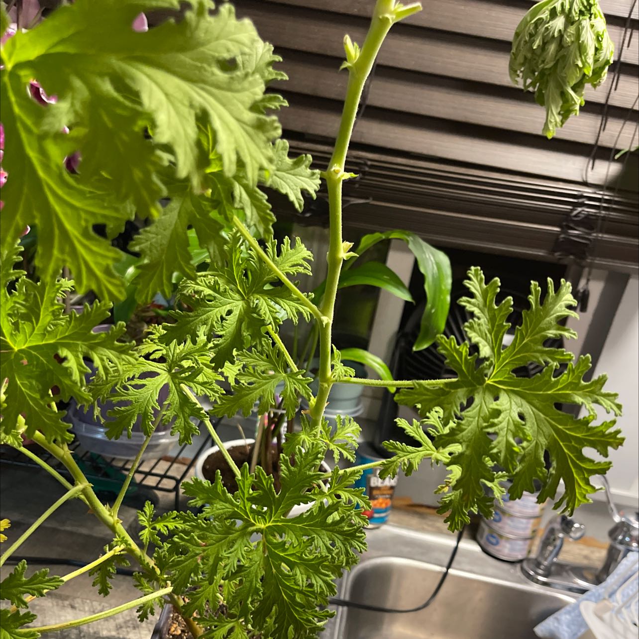 Citronella plant with deeply lobed green leaves, placed near a window indoors.