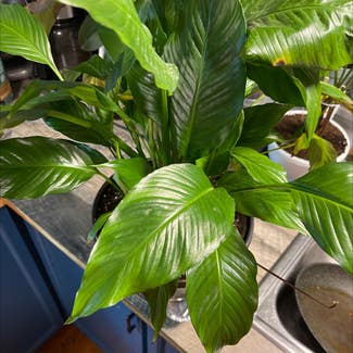 Peace Lily plant in Kenora, Ontario