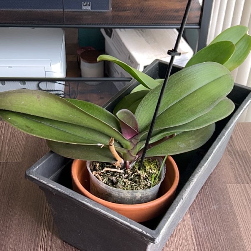 Junella | A plant by @WindRose on Greg
