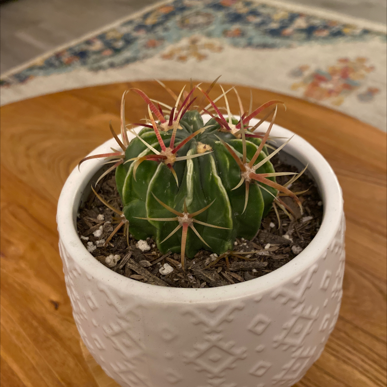 Devil's Tongue Barrel Cactus in a white textured pot on a wooden surface.