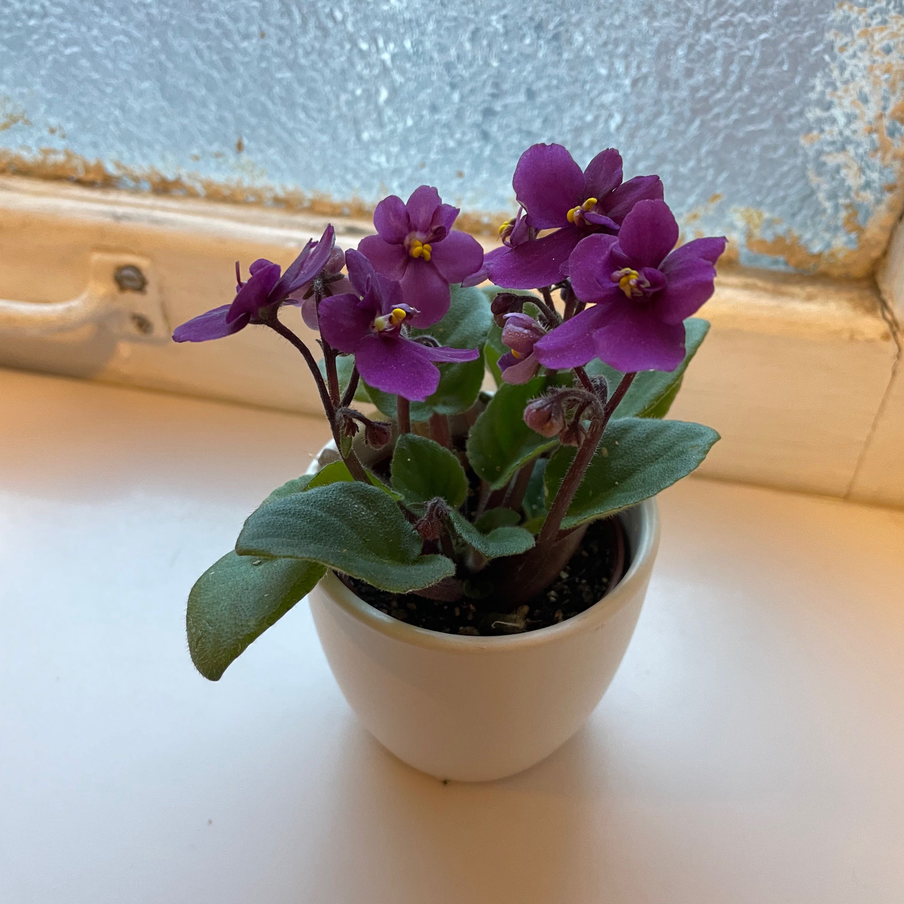 Photo of the plant species Kenyan Violet by @Jrmiller named Sarabi on Greg, the plant care app