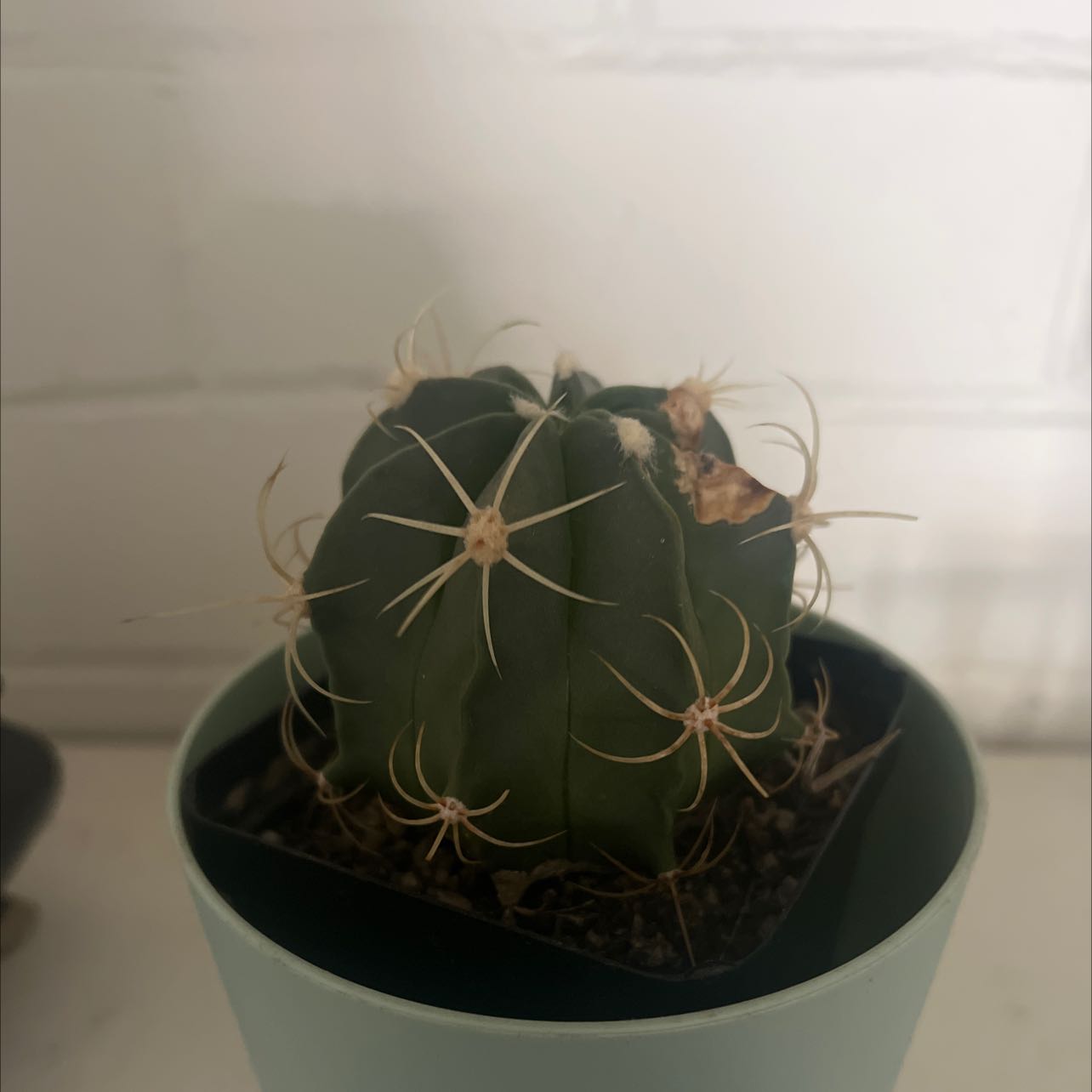 Candy barrel cactus in a pot with some browning on the top.
