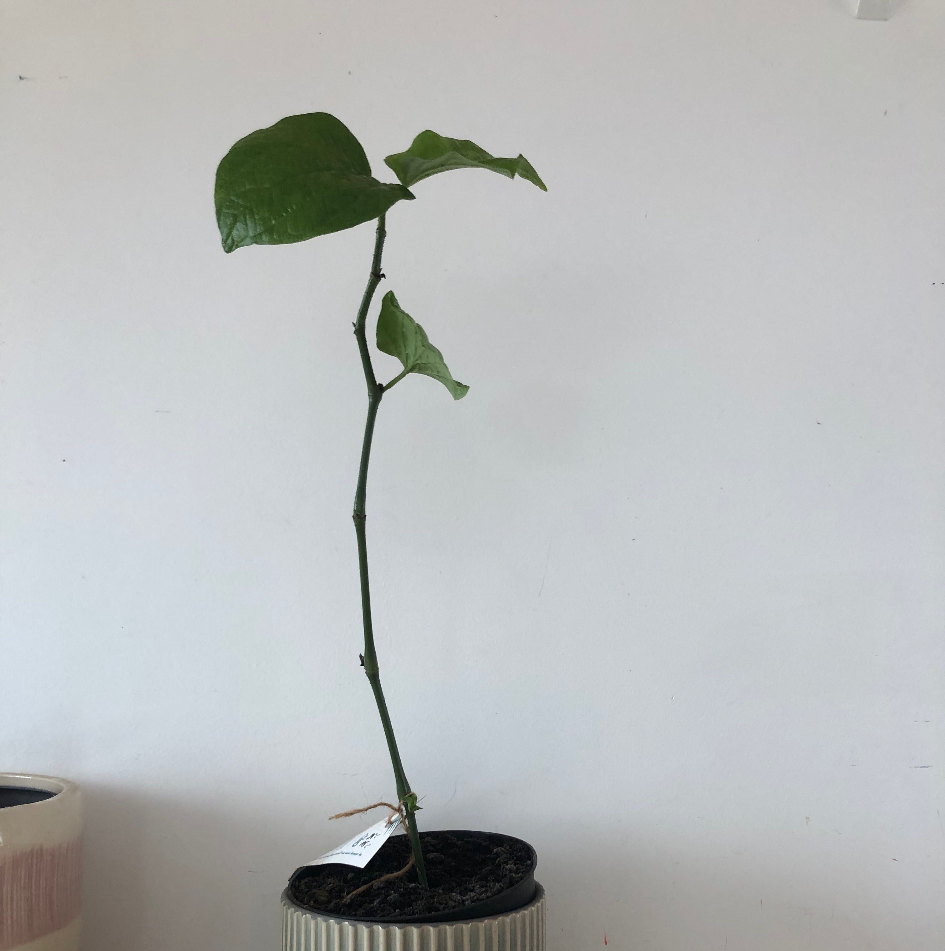 Photo of the plant species jia ju by @GutsyHopsedge named Jaques on Greg, the plant care app