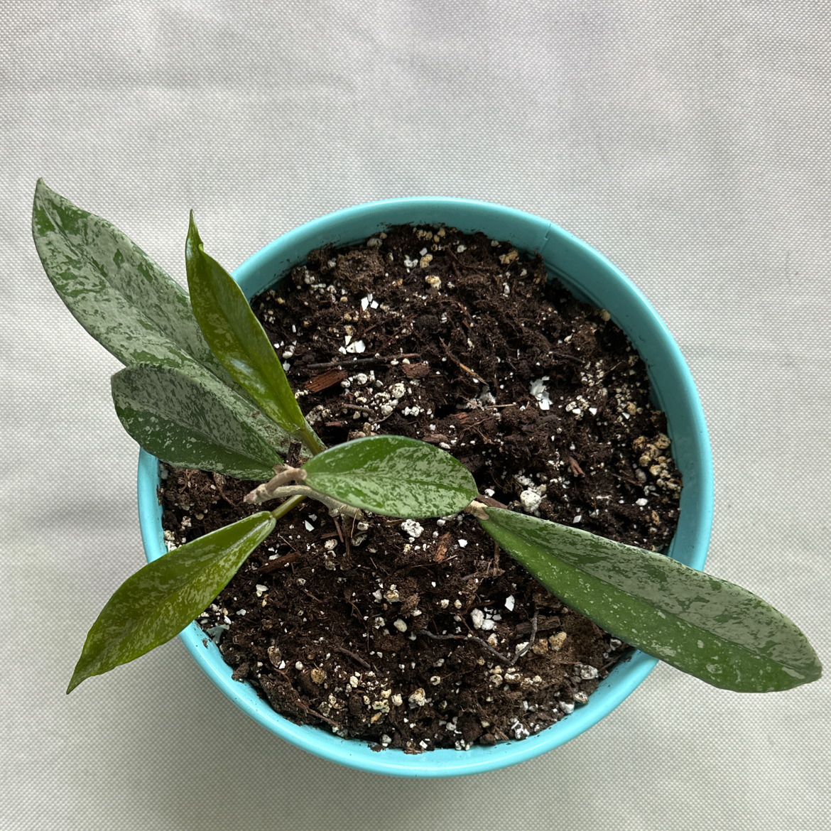 Hoya pubicalyx 'Splash' plant in a blue pot with visible soil.