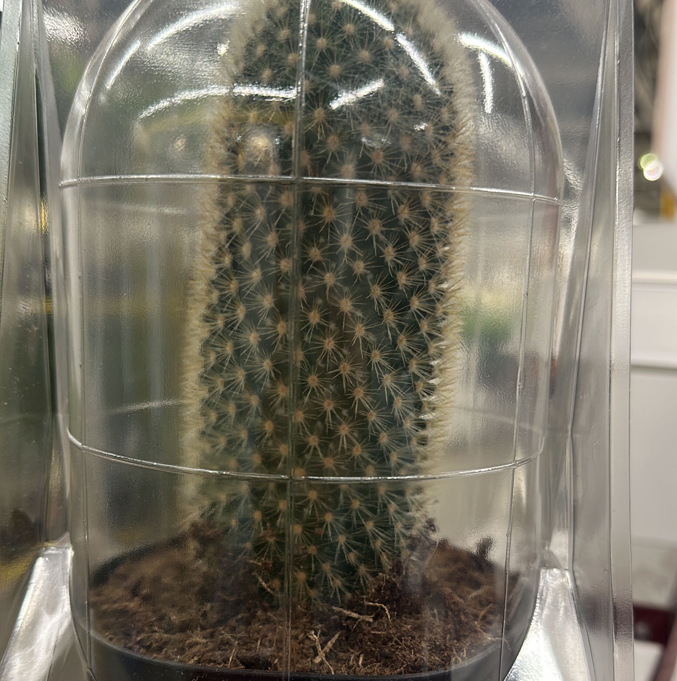 Photo of the plant species Mammallaria beneckei by @MaestroTaro named George Jr. on Greg, the plant care app