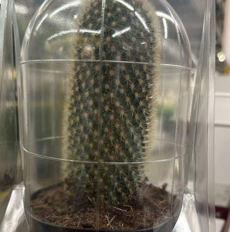Photo of the plant species Mammallaria beneckei by @MaestroTaro named George Jr. on Greg, the plant care app