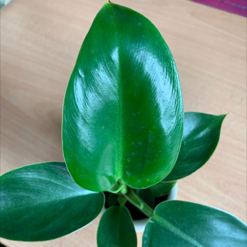 Photo of the plant species Philodendron 'Golden Princess' by @BossChisme named Goldee on Greg, the plant care app