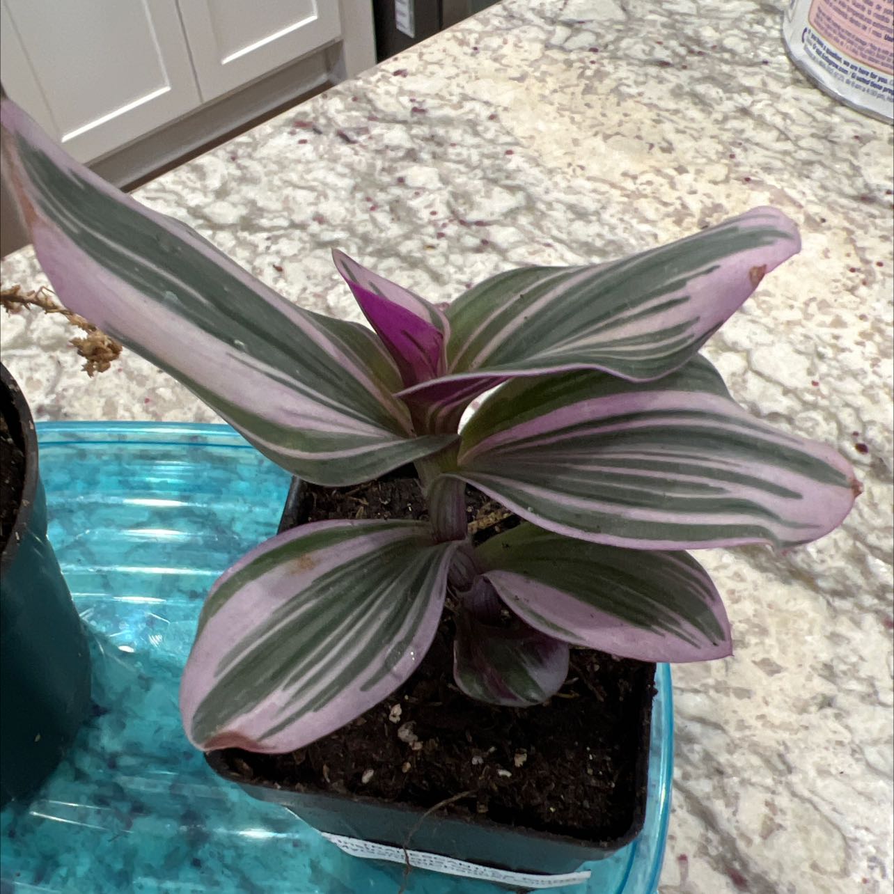 Pink Stripe Spiderwort plant with variegated green and pink leaves in a small pot on a countertop.