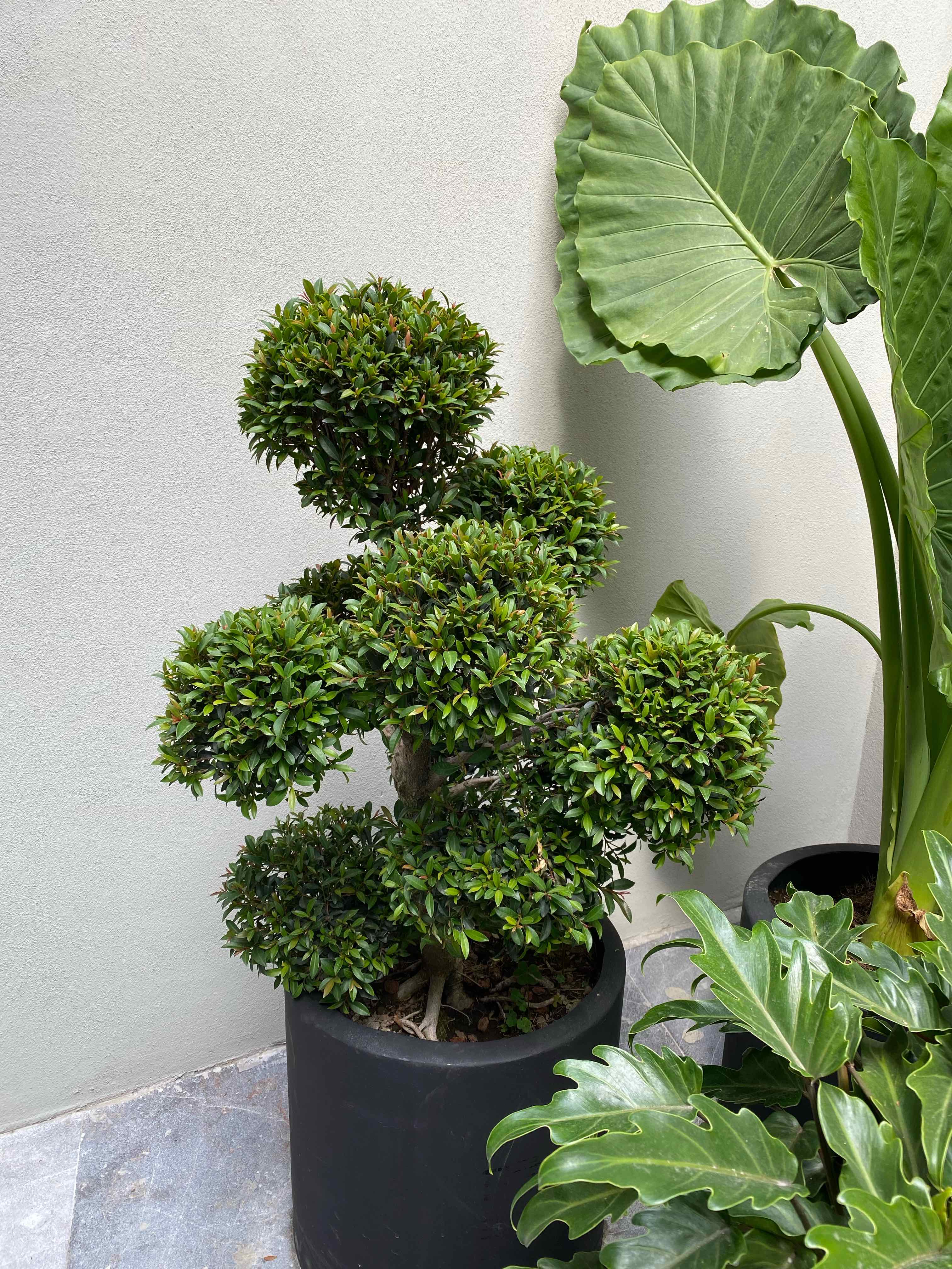 Well-maintained Surinam Cherry plant pruned into a topiary shape, with dense green foliage.