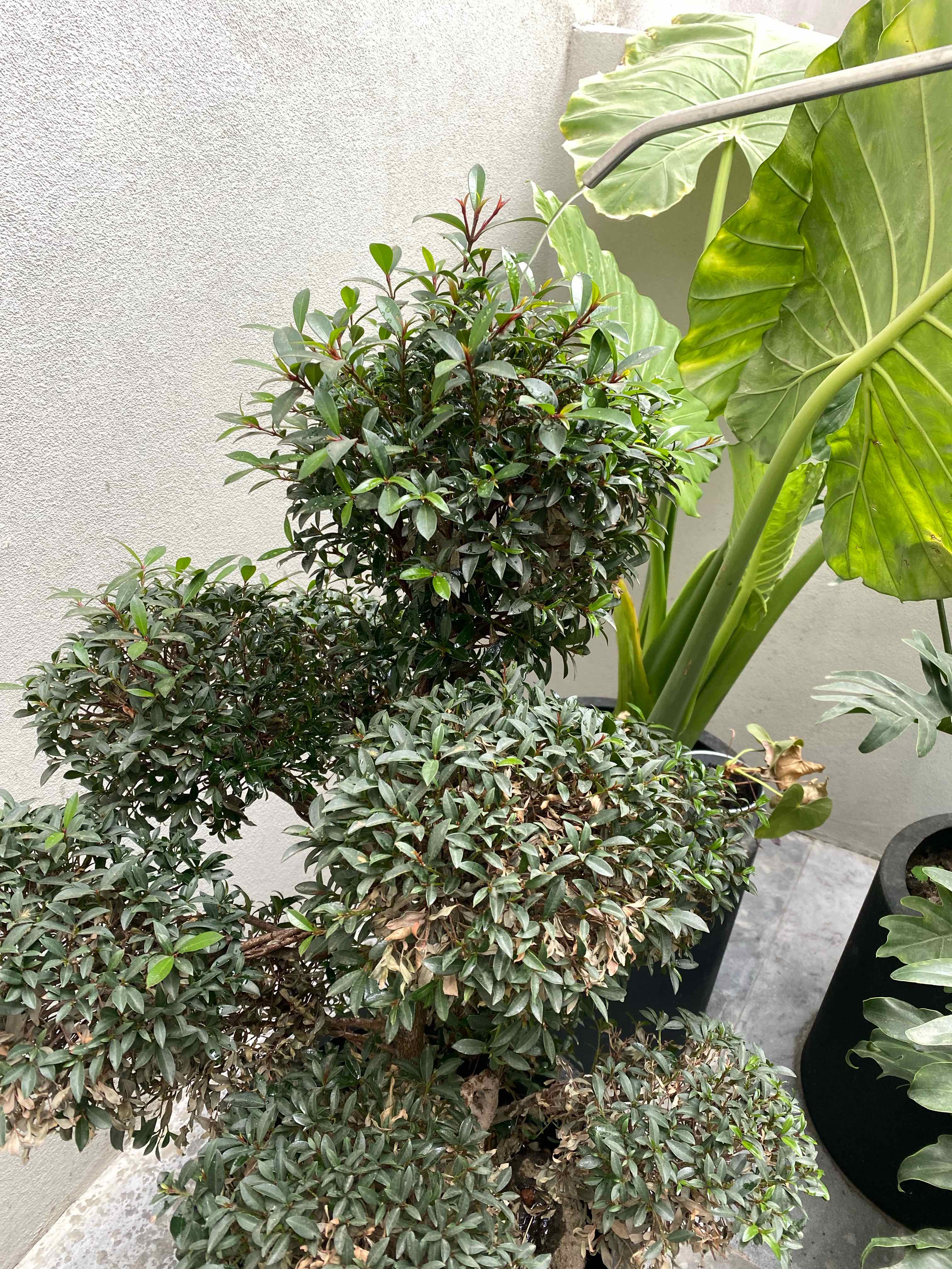 Surinam Cherry plant with dense foliage, some leaves showing browning and yellowing.