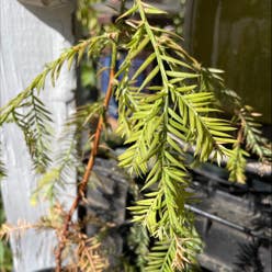 Redwood plant