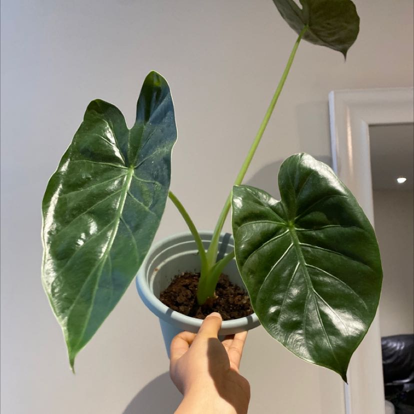 Potted New Guinea Shield plant with large, glossy green leaves held by a hand.