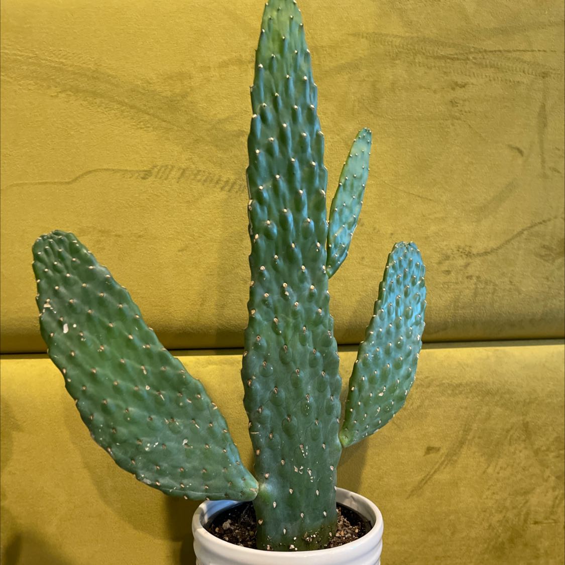 Woolyjoint Prickly Pear cactus in a white pot against a yellowish-green wall.