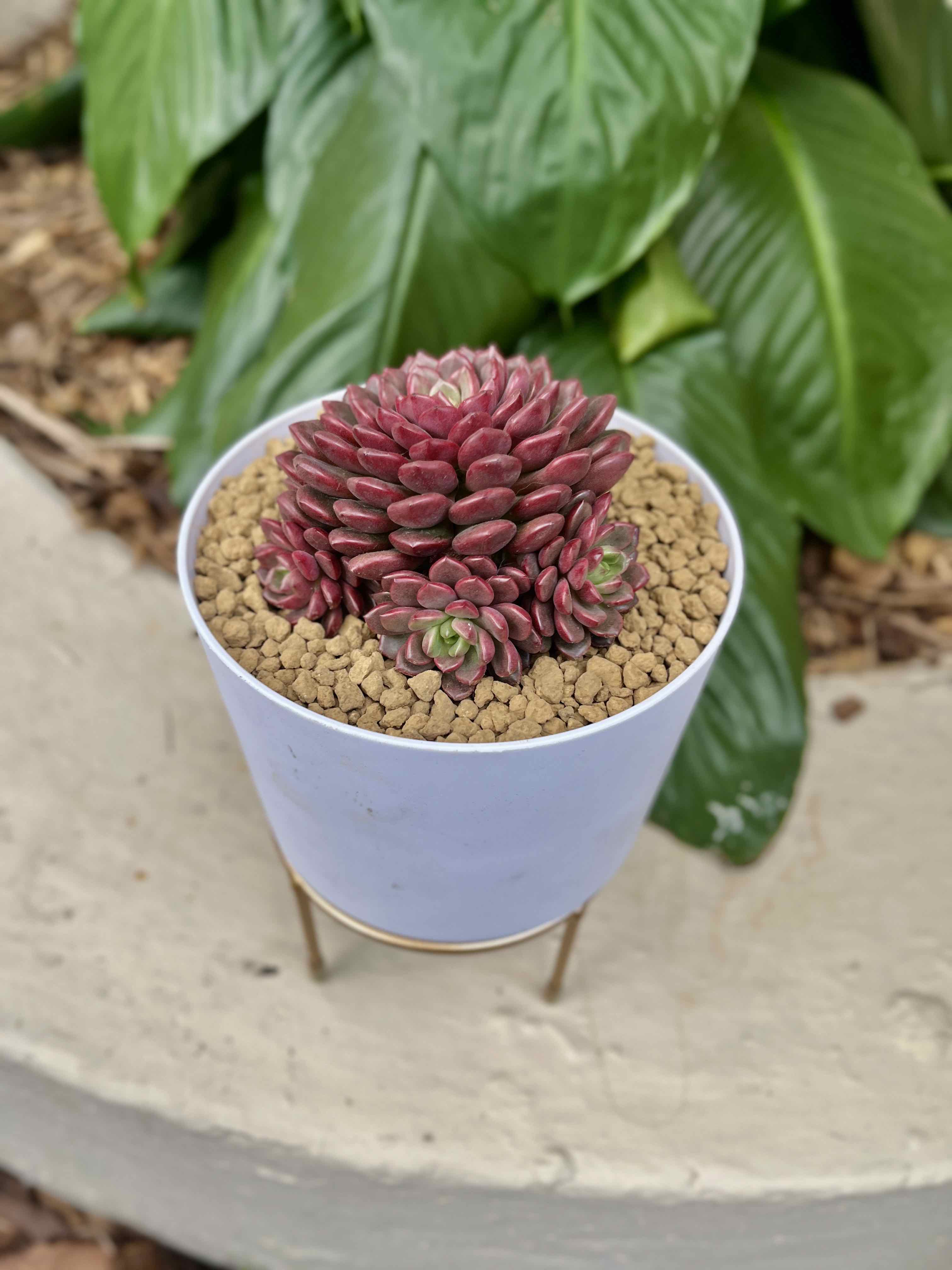 Graptoveria 'Bashful™' plant in a white pot with well-draining soil, surrounded by green foliage.