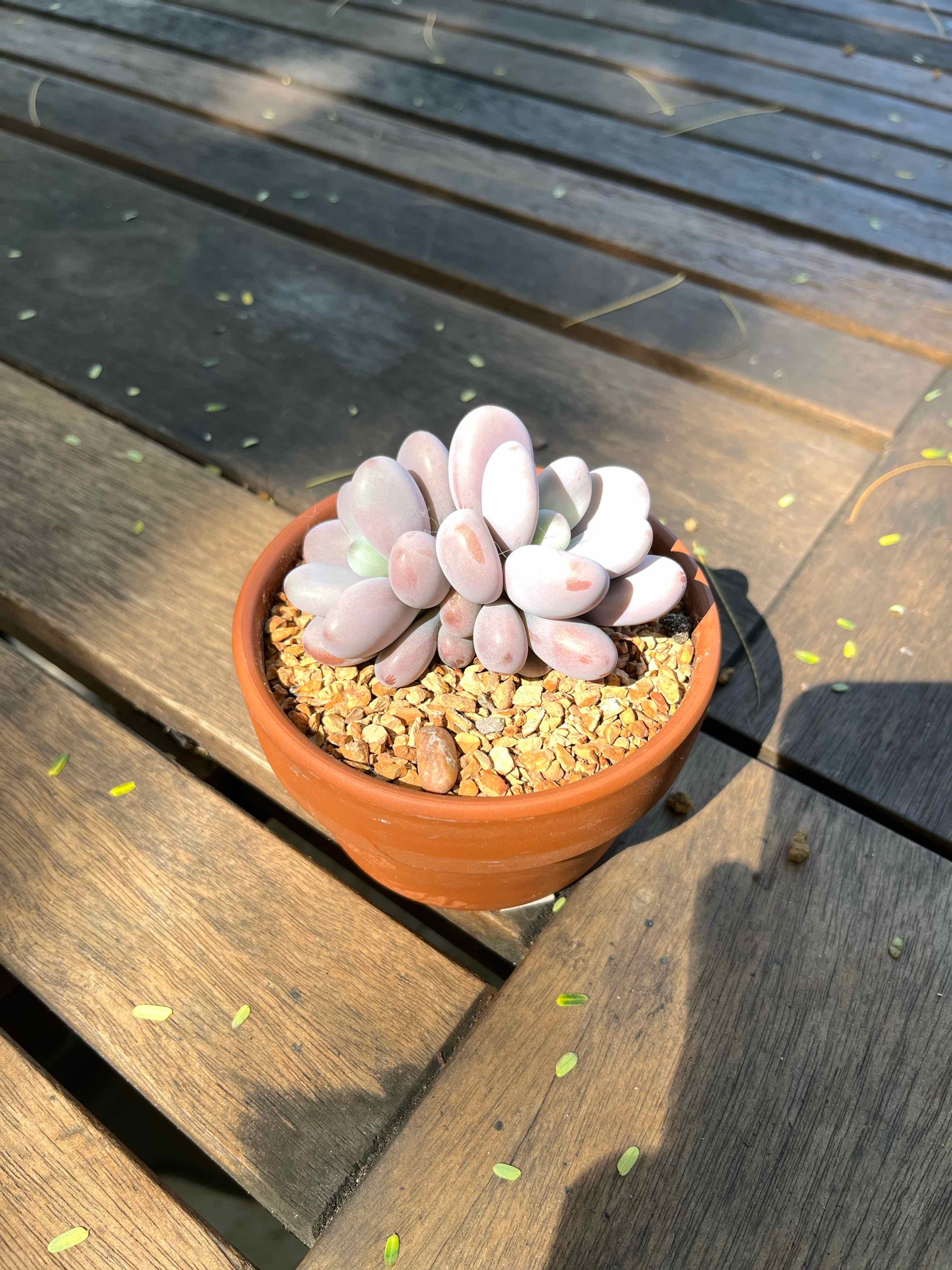 Pink Moonstones succulent in a terracotta pot on a wooden surface.