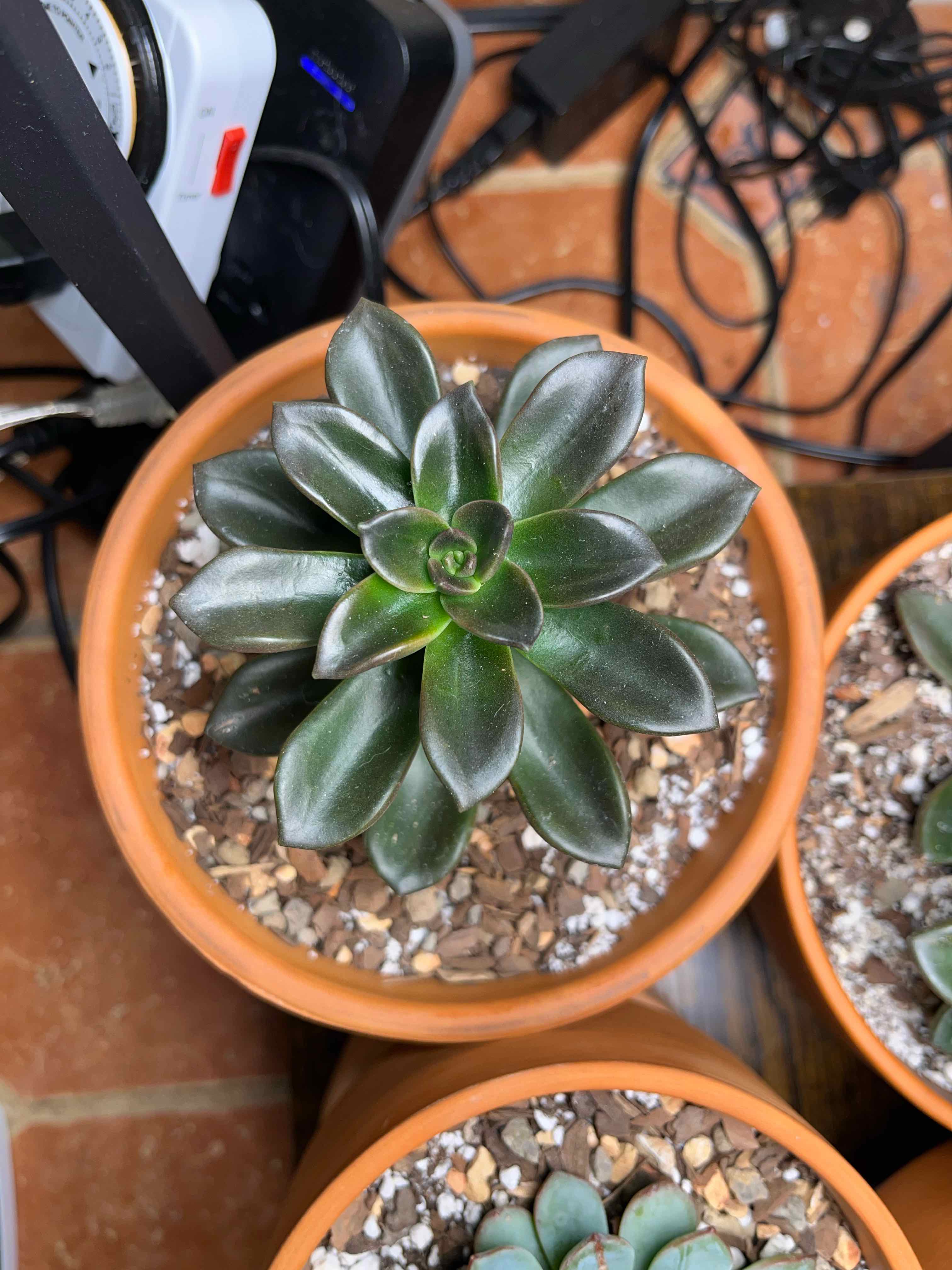 Echeveria 'Licorice' plant in a terracotta pot with visible soil and healthy, glossy leaves.