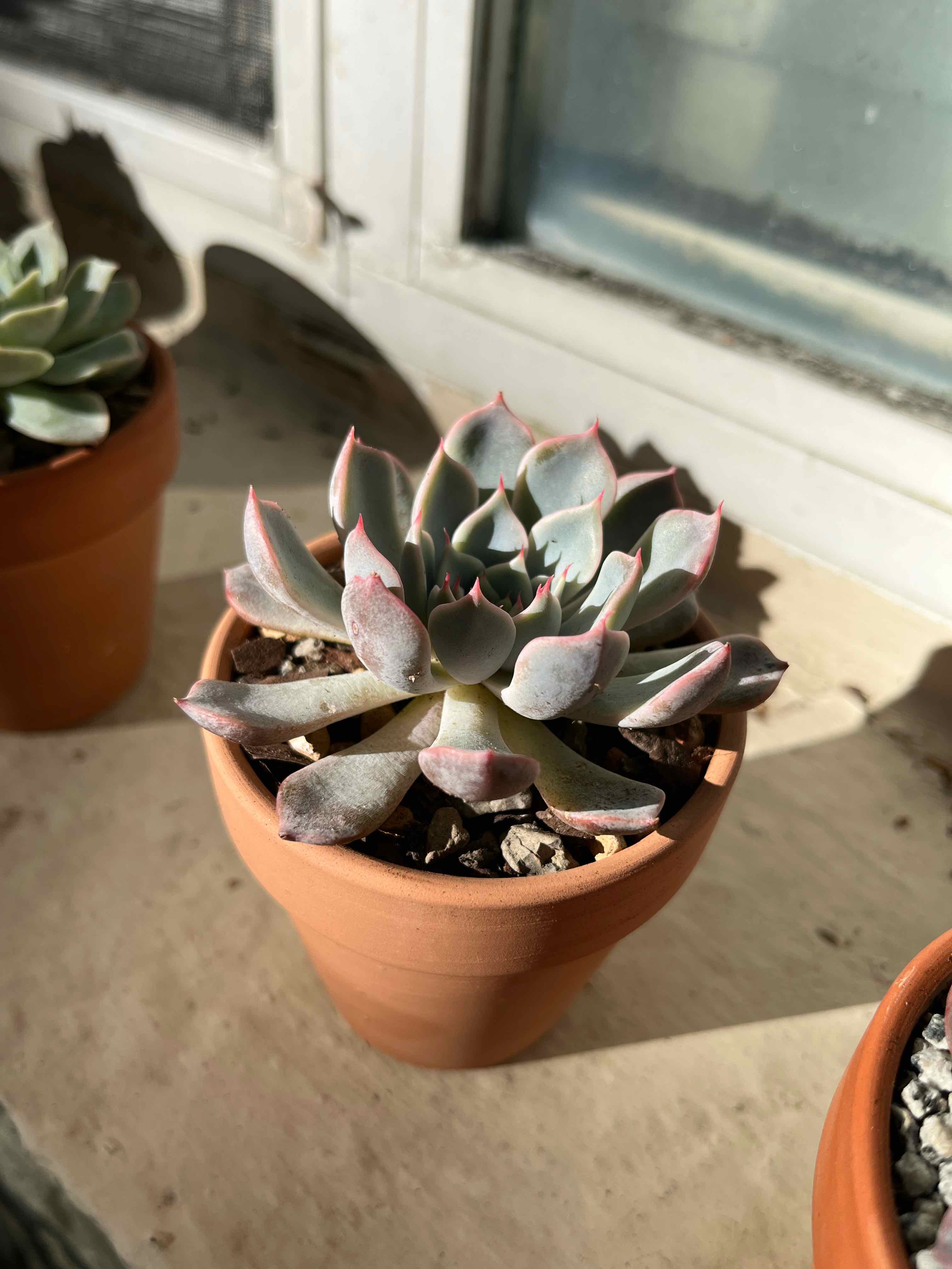 Potted Echeveria colorata succulent on a windowsill, healthy with pinkish leaf tips.