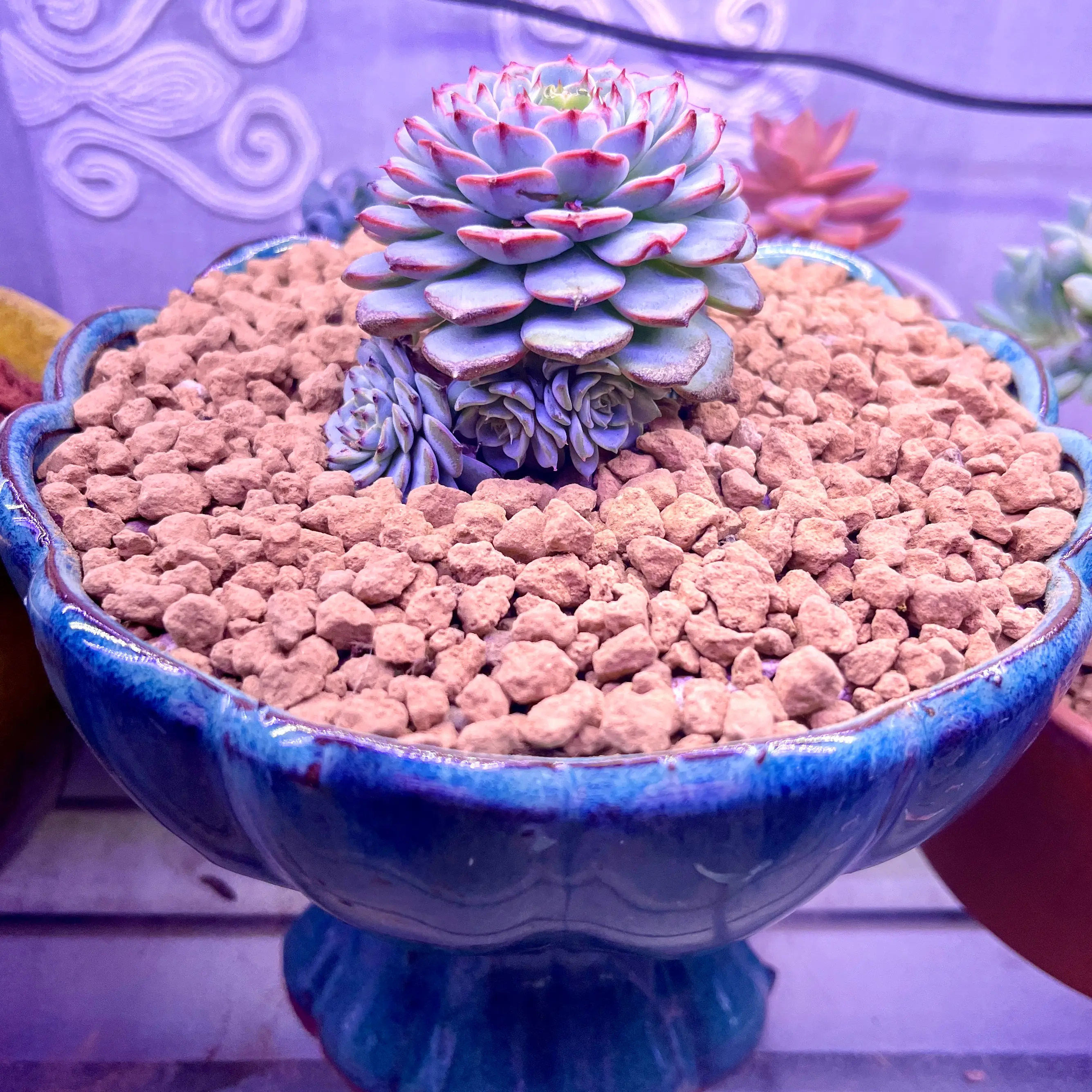Photo of the plant species Echeveria 'White Minima' by @FancierDuranta named Drago on Greg, the plant care app