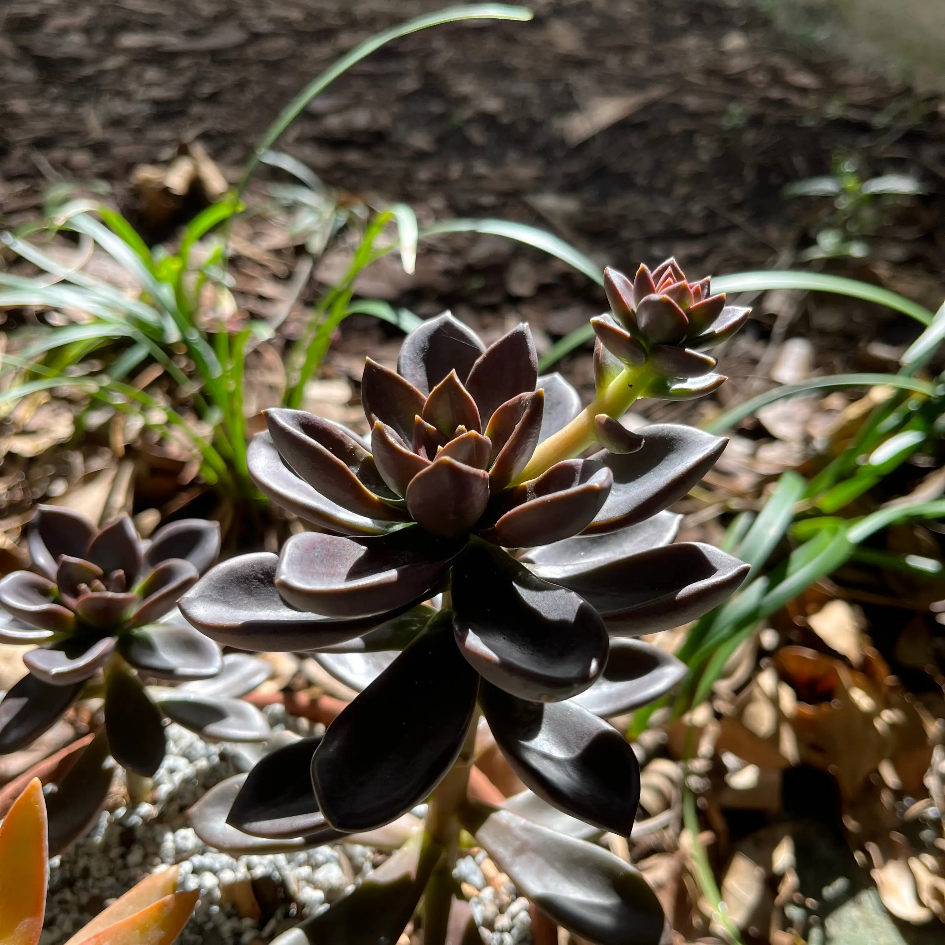 Echeveria 'Licorice' succulent with dark leaves, healthy appearance, soil and other plants in background.