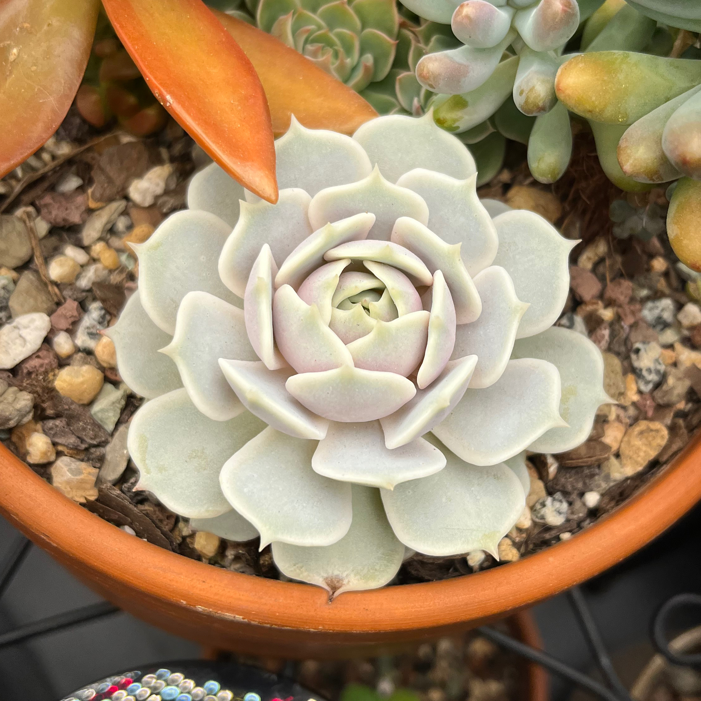 Photo of the plant species Echeveria 'Lola' by @FancierDuranta named Ellefindt on Greg, the plant care app