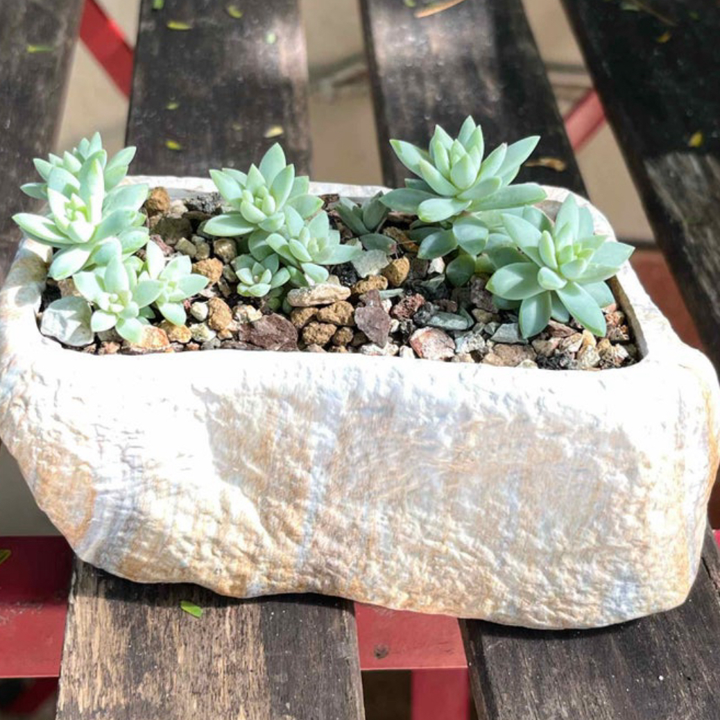 Photo of the plant species Blue Chalksticks by @FancierDuranta named Hemingway on Greg, the plant care app