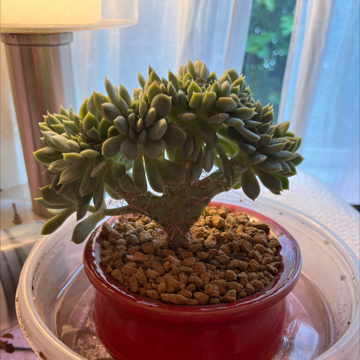 Photo of the plant species Crested Echeveria Elegans by @FancierDuranta named Delilah on Greg, the plant care app