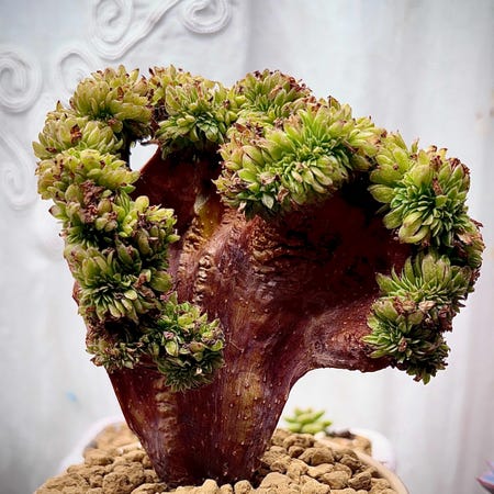 Photo of the plant species Crested Aeonium canariense by @FancierDuranta named Aristotle on Greg, the plant care app