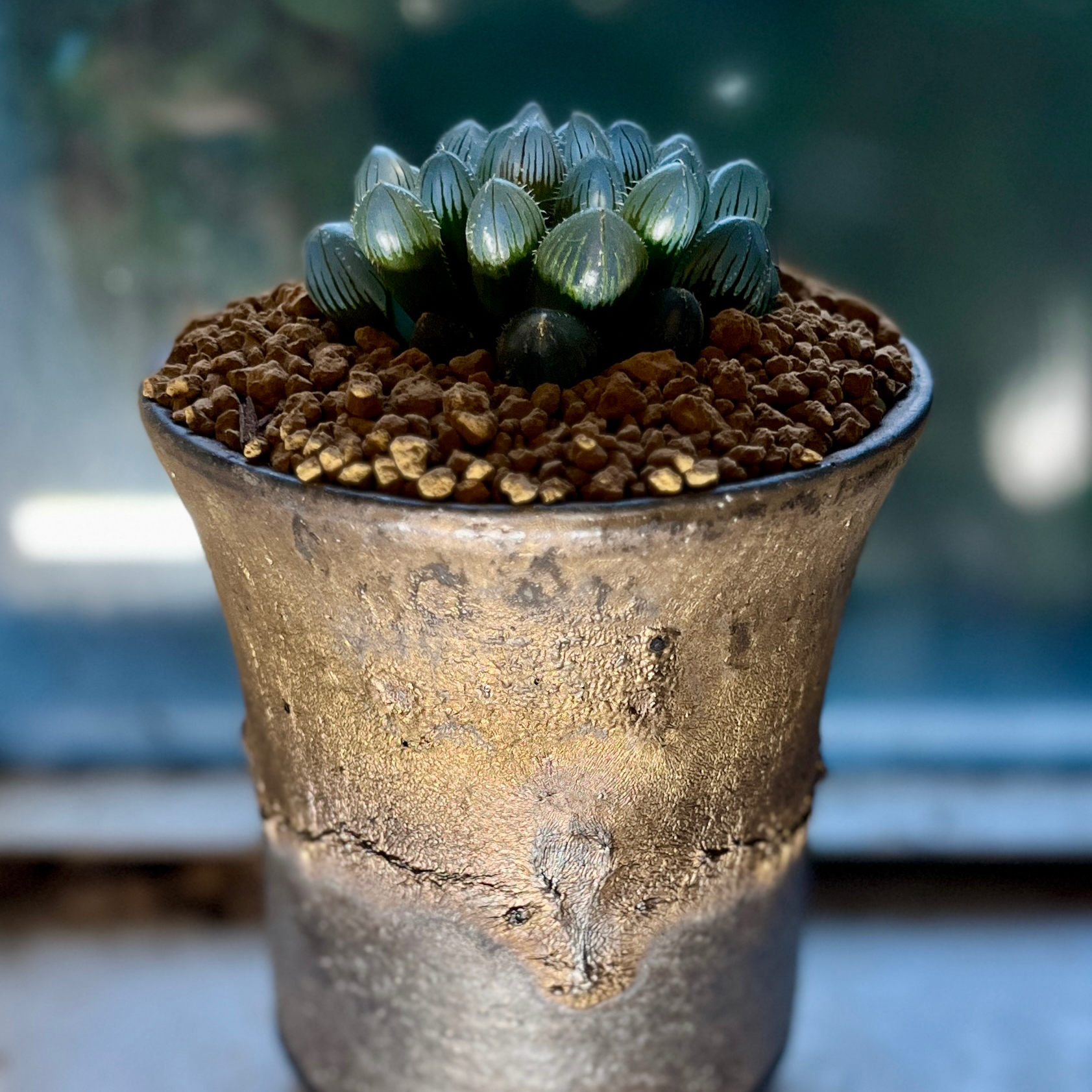 Photo of the plant species Haworthia Kyodai Akasen Lens by @FancierDuranta named Sahara on Greg, the plant care app