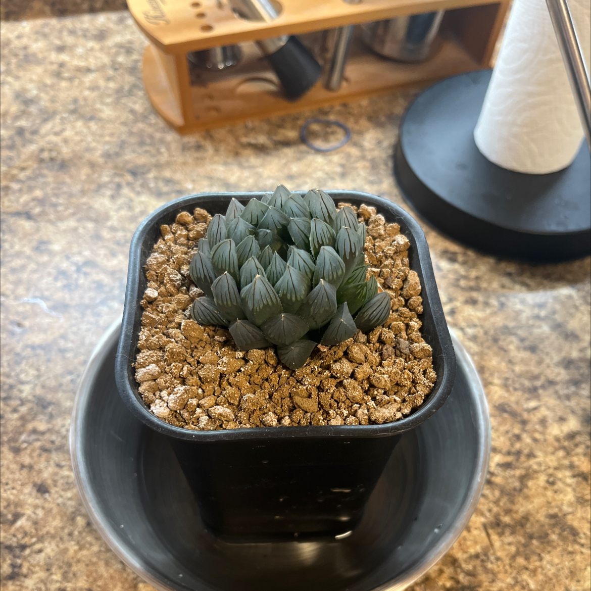 Photo of the plant species Haworthia 'Yamada Black' by @FancierDuranta named Elina on Greg, the plant care app