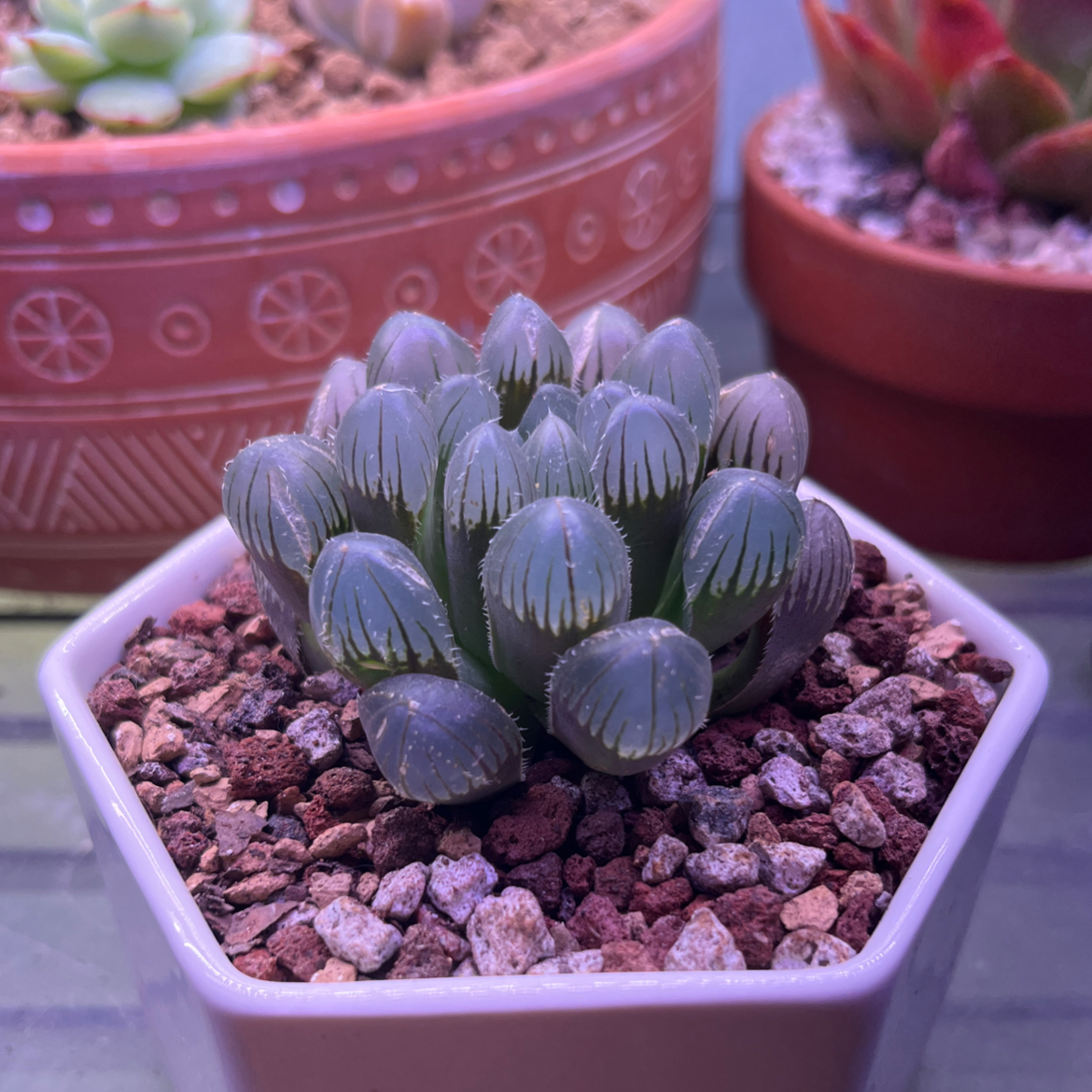 Photo of the plant species Haworthia Kyodai Akasen Lens by @FancierDuranta named Gates on Greg, the plant care app