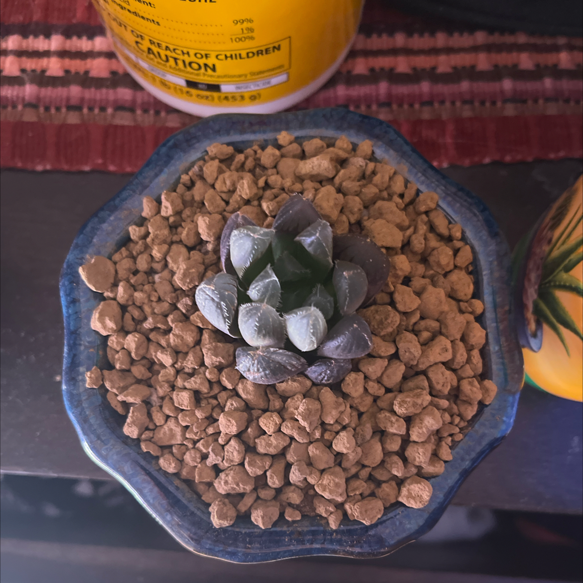 Photo of the plant species Haworthia Kyodai Akasen Lens by @FancierDuranta named Doja Cat on Greg, the plant care app