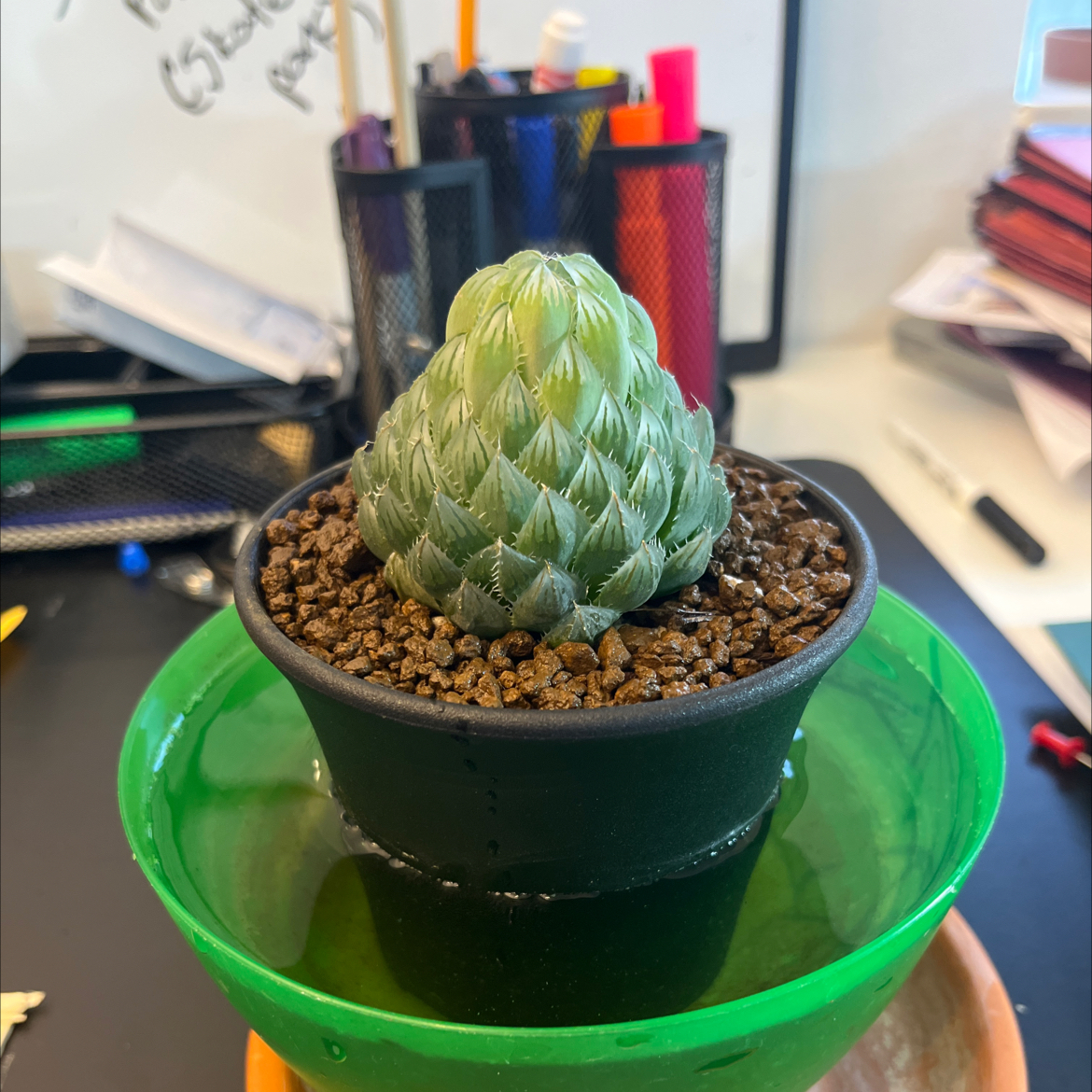 Photo of the plant species Emerald Cloud Haworthia by @FancierDuranta named Bodhi on Greg, the plant care app