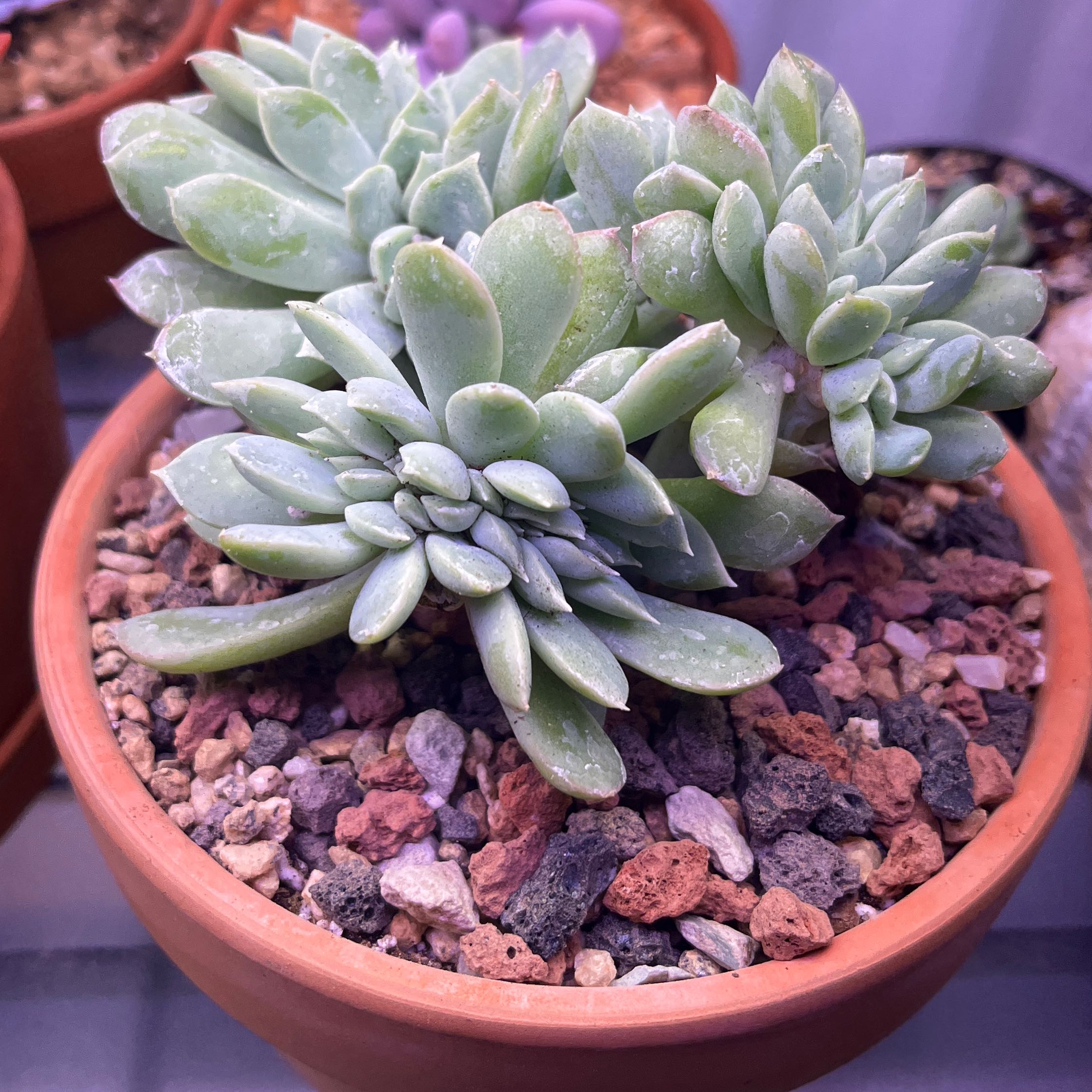 Photo of the plant species Crested Echeveria Elegans by @FancierDuranta named Crested Elegans on Greg, the plant care app