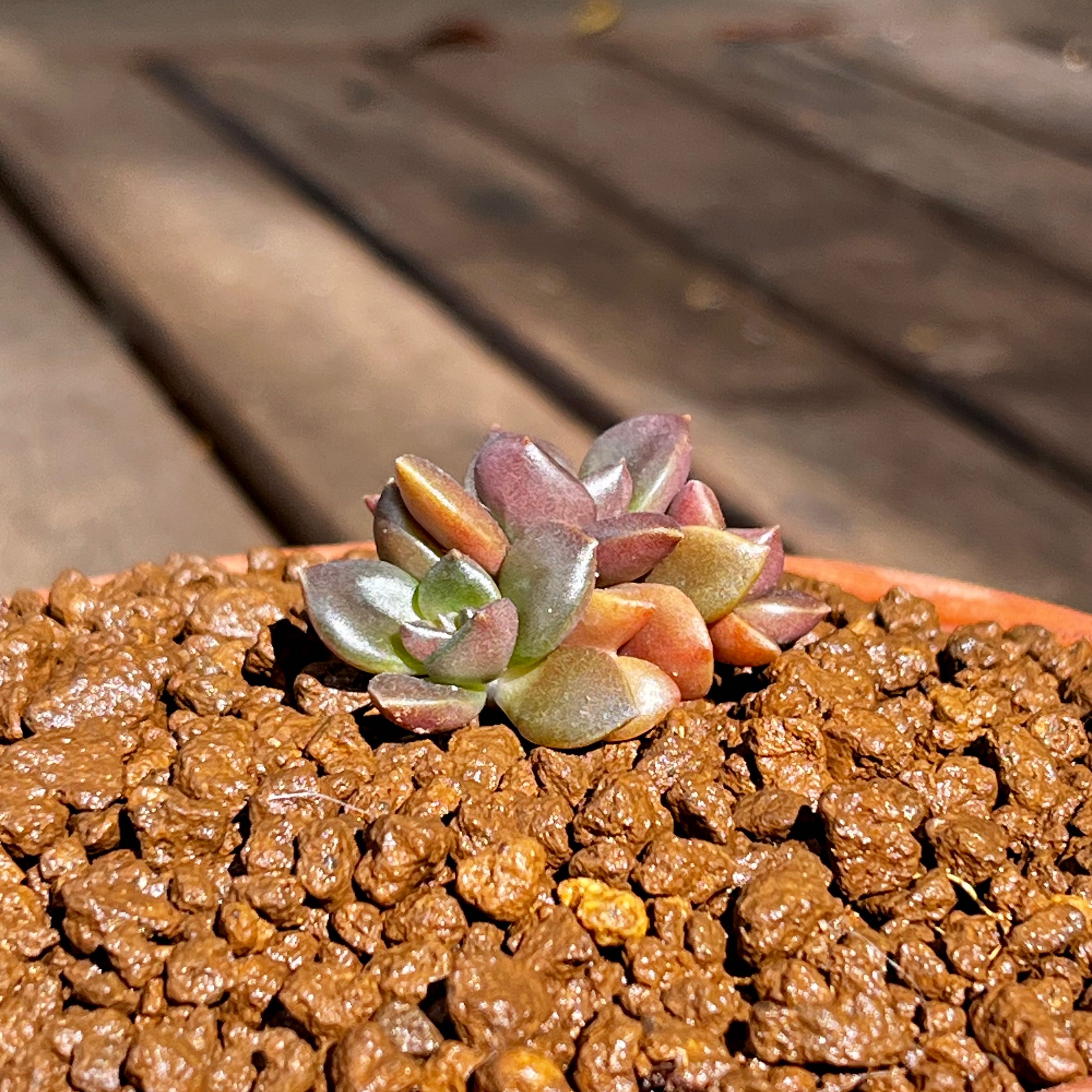Echeveria 'Licorice' succulent in a pot with visible soil, appears healthy.