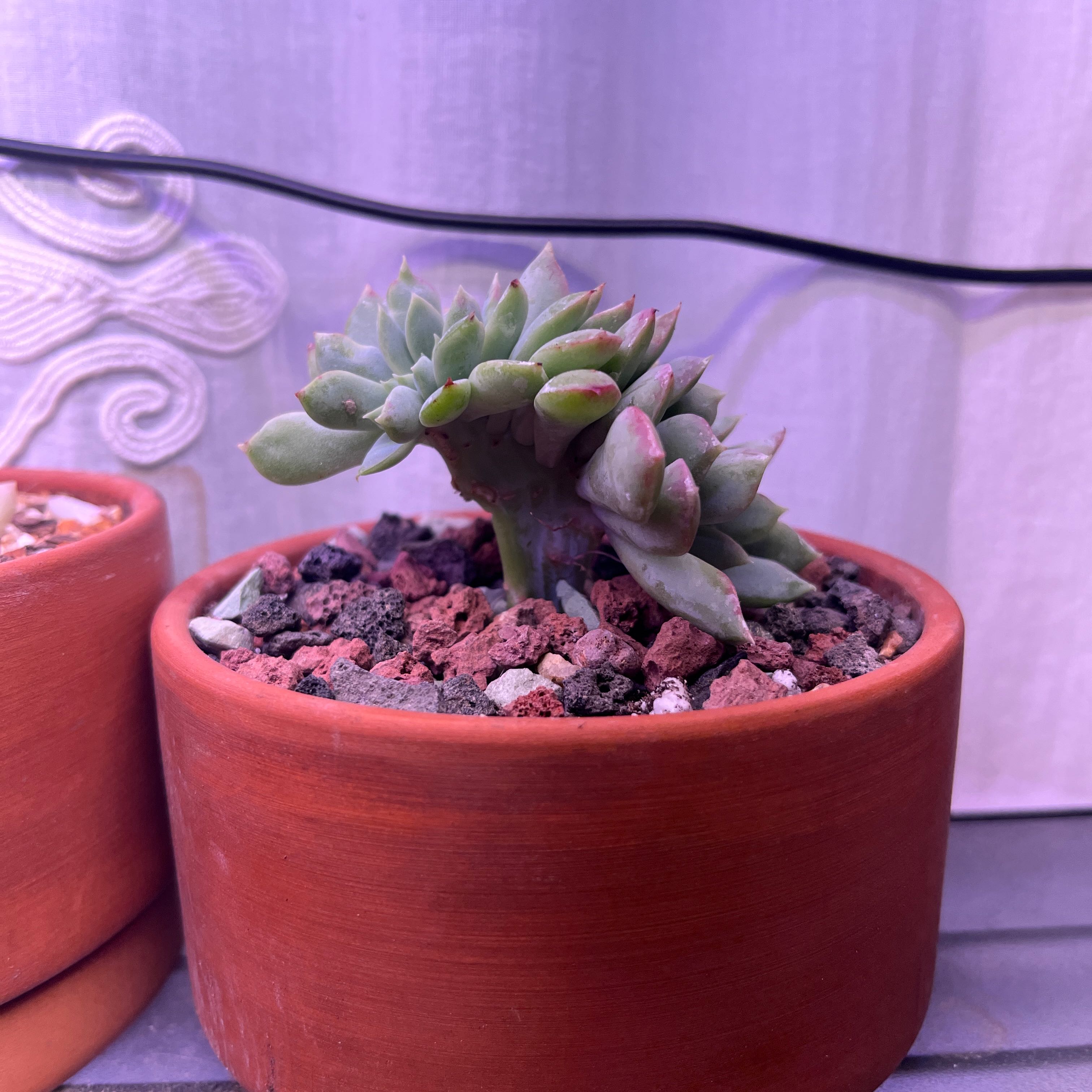 Photo of the plant species Crested Echeveria Elegans by @FancierDuranta named Zeus on Greg, the plant care app